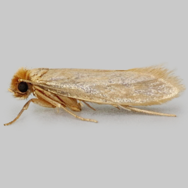 Picture of Common Clothes Moth - Tineola bisselliella
