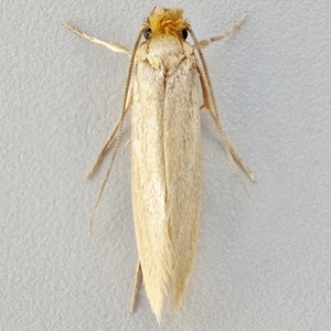 Image of Common Clothes Moth - Tineola bisselliella