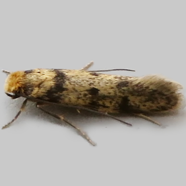Picture of Brown-dotted Clothes Moth - Niditinea fuscella