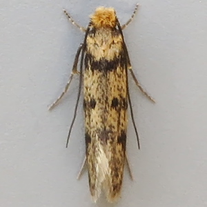 Image of Brown-dotted Clothes Moth - Niditinea fuscella