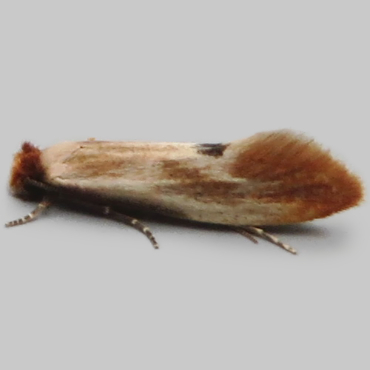 Picture of Fulvous Clothes Moth - Tinea semifulvella*