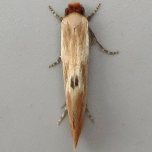 Image of Fulvous Clothes Moth - Tinea semifulvella*