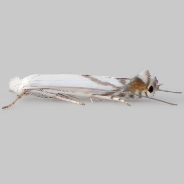 Picture of Striped Bent-wing - Lyonetia prunifoliella