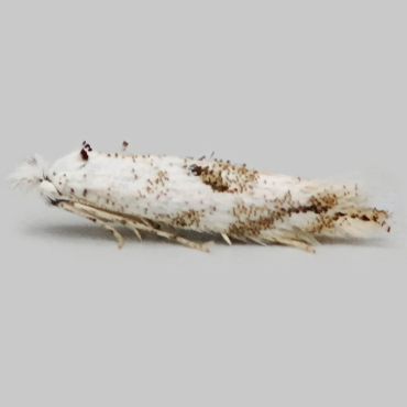 Picture of Elm Bent-wing - Bucculatrix albedinella*