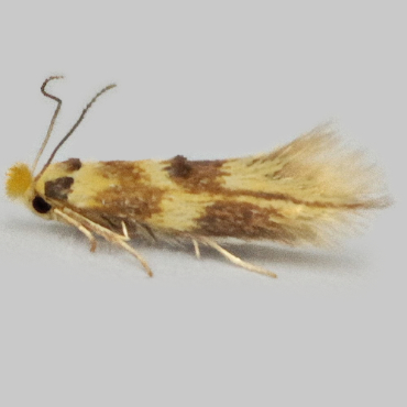 Picture of Lime Bent-wing - Bucculatrix thoracella*