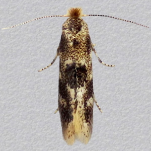 Image of Oak Bent-wing - Bucculatrix ulmella*