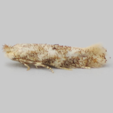 Picture of Birch Bent-wing - Bucculatrix demaryella*