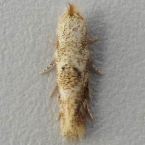Image of Birch Bent-wing - Bucculatrix demaryella*
