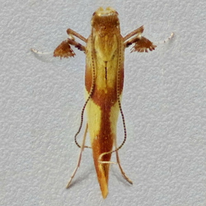Image of New Oak Slender - Caloptilia robustella*
