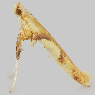 Picture of Sycamore Slender - Caloptilia hemidactylella*