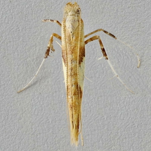 Image of Sycamore Slender - Caloptilia hemidactylella*