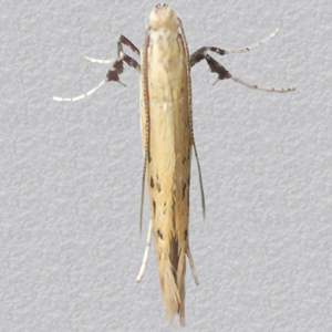 Image of Ribwort Slender - Aspilapteryx tringipennella