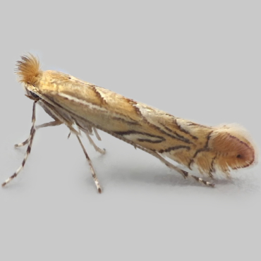 Picture of Garden Midget - Phyllonorycter messaniella
