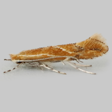 Picture of Hawthorn Midget - Phyllonorycter corylifoliella*