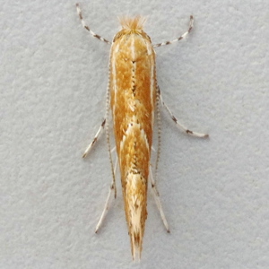 Image of Hawthorn Midget - Phyllonorycter corylifoliella*