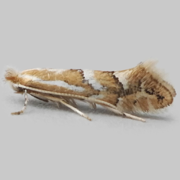 Picture of Southern Midget - Phyllonorycter dubitella*