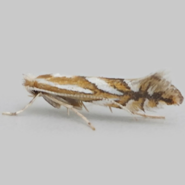 Picture of Nut Leaf Blister Moth - Phyllonorycter coryli