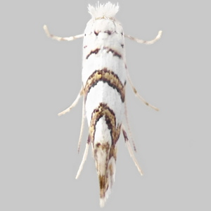Image of Maple Midget - Phyllonorycter acerifoliella*