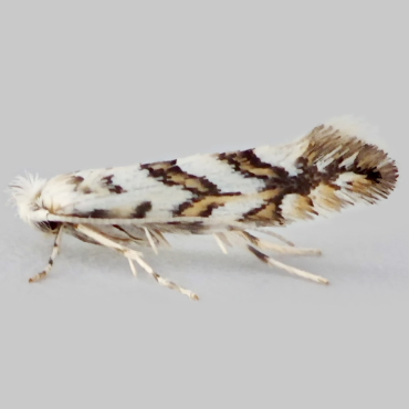Picture of Sycamore Midget - Phyllonorycter geniculella*