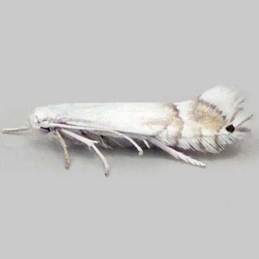 Picture of Poplar Bent-wing - Phyllocnistis unipunctella*