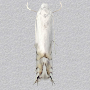 Image of Poplar Bent-wing - Phyllocnistis unipunctella*