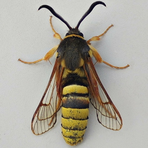 Image of Lunar Hornet Moth - Sesia bembeciformis