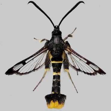 Picture of Orange-tailed Clearwing - Synanthedon andrenaeformis