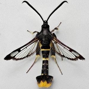 Image of Orange-tailed Clearwing - Synanthedon andrenaeformis