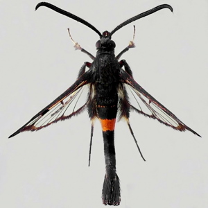 Image of Red-belted Clearwing - Synanthedon myopaeformis