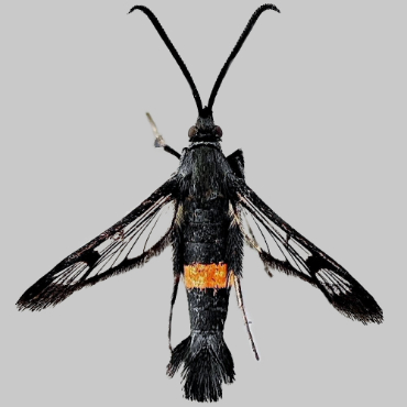 Picture of Red-belted Clearwing - Synanthedon myopaeformis (Female)
