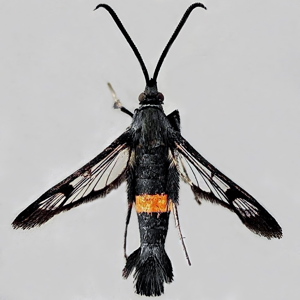 Image of Red-belted Clearwing - Synanthedon myopaeformis (Female)