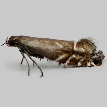 Picture of Cocksfoot Moth - Glyphipterix simpliciella*