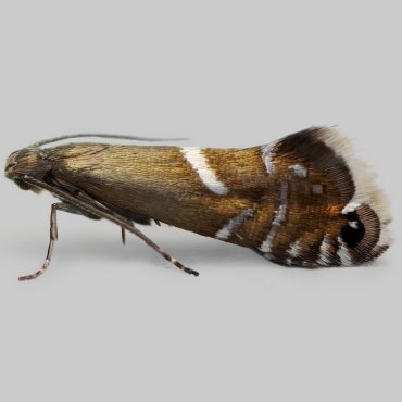 Picture of Sedge Fanner - Glyphipterix forsterella*