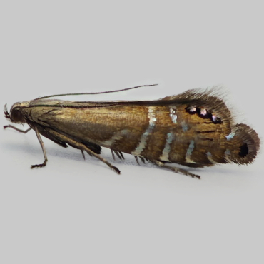 Picture of Speckled Fanner - Glyphipterix thrasonella*