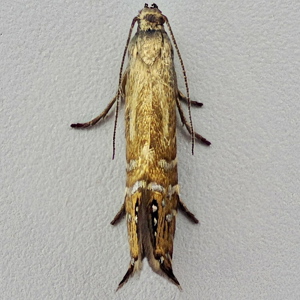 Image of Speckled Fanner - Glyphipterix thrasonella*