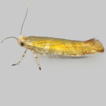 Picture of Golden Argent - Argyresthia goedartella f. literella*