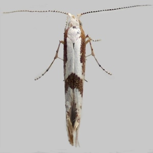 Image of Hawthorn Argent - Argyresthia bonnetella*