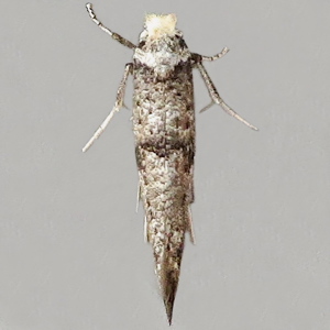 Image of White-headed Ermel - Paraswammerdamia albicapitella