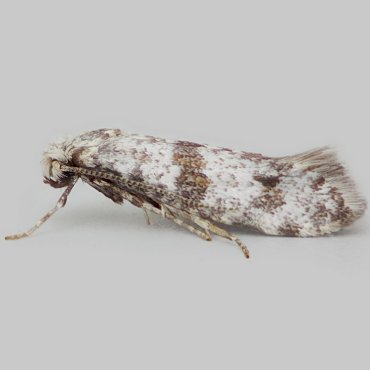 Picture of Hawthorn Moth - Scythropia crataegella