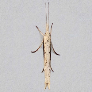 Image of Spindle Smudge - Ypsolopha mucronella*