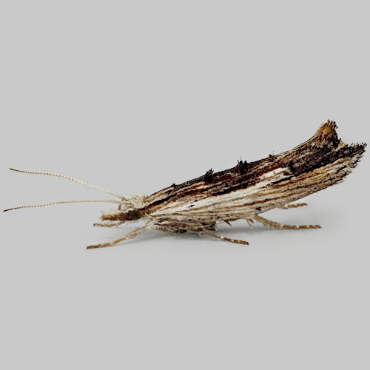 Picture of Wainscot Smudge - Ypsolopha scabrella*