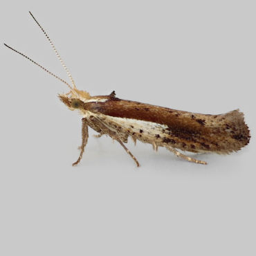 Picture of White-shouldered Smudge - Ypsolopha parenthesella