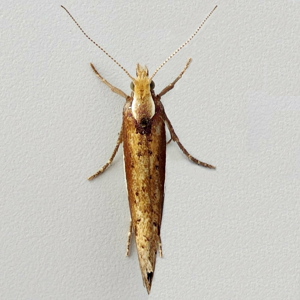 Image of White-shouldered Smudge - Ypsolopha parenthesella