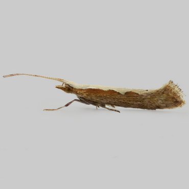Picture of Diamond-back Moth - Plutella xylostella