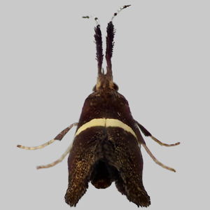 Image of Bitter-cress Smudge - Eidophasia messingiella*
