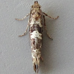 Image of Leek Moth - Acrolepiopsis assectella