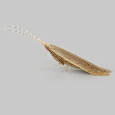 Picture of Rose Case-bearer - Coleophora gryphipennella*