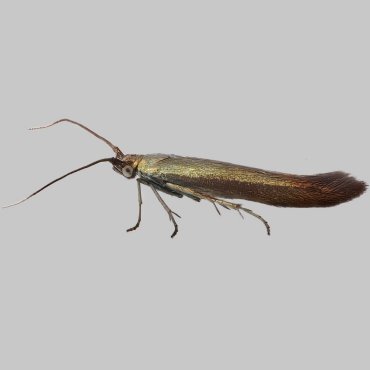 Picture of Clover Case-bearer - Coleophora alcyonipennella*