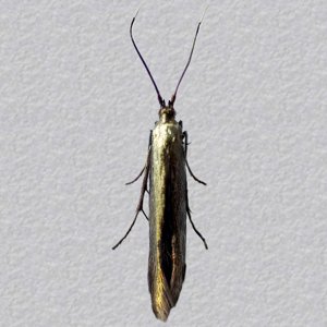 Image of Clover Case-bearer - Coleophora alcyonipennella*