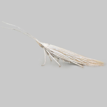Picture of Spikenard Case-bearer - Coleophora conyzae*